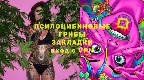 хмурый Аркадак